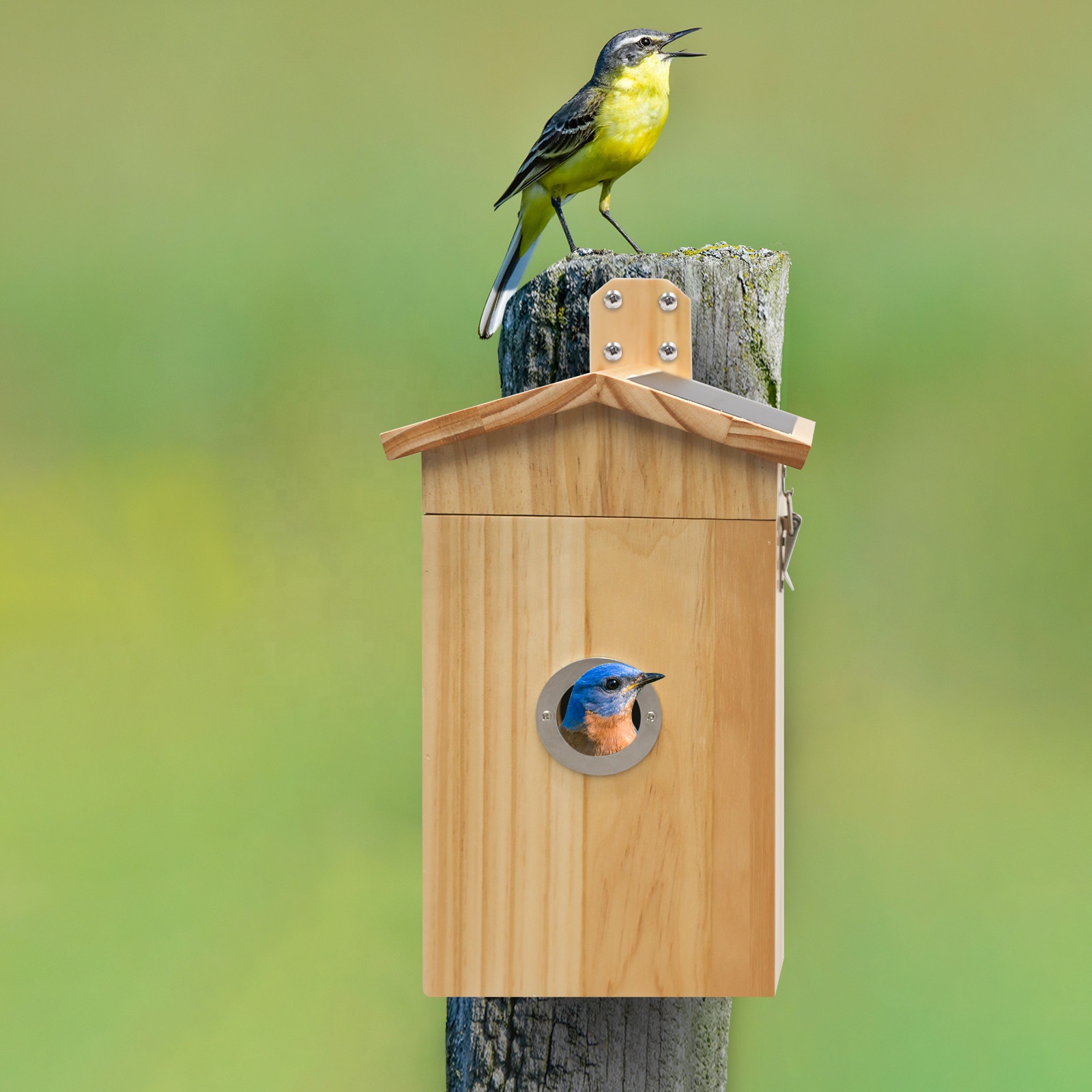 ナンシン 熱販売 カメラ付き鳥小屋 スマートAI鳥が写真を撮 - Smart Garden Ai のレビューと価格